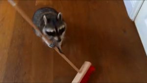 アライグマの大掃除